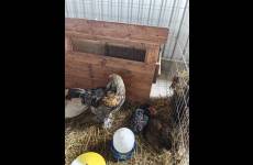 IMG-20260914-WA0010_original