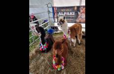 IMG-20260914-WA0025_original